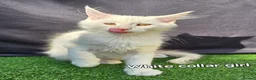 Maine Coon cats for sale: Ready now-Tica Maine Coon Kittens  - Advert 9