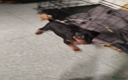 Mixed Breed dogs for sale: Toy Terrapin puppies for sale  - Image 1