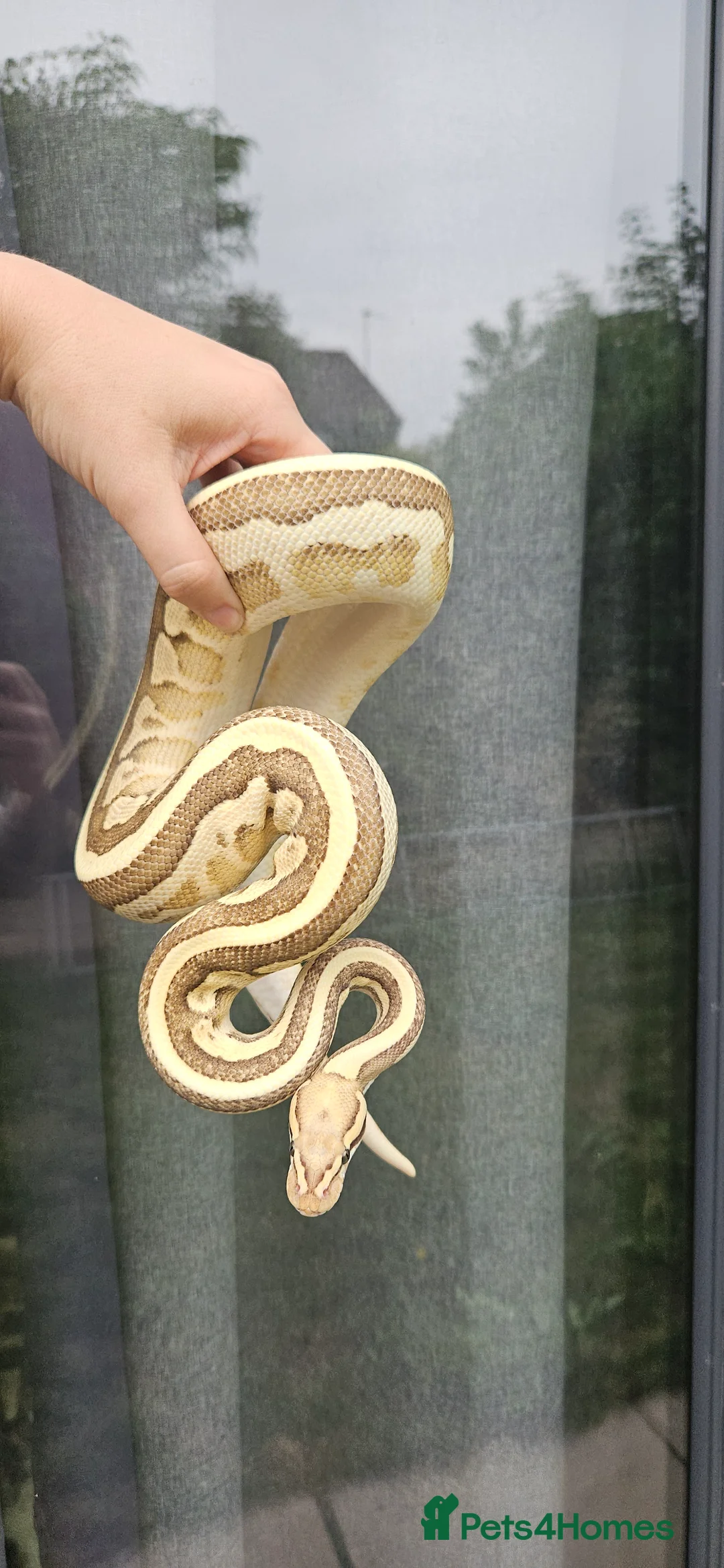 Python Snake reptiles for sale: Female Ocelot Fire Morph Female Ball/Royal Python - Advert 2