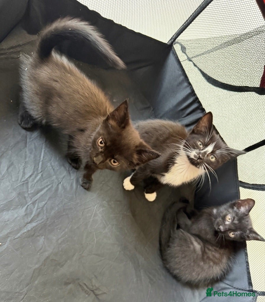 Mixed Breed cats Kittens available- no cost - Advert 3