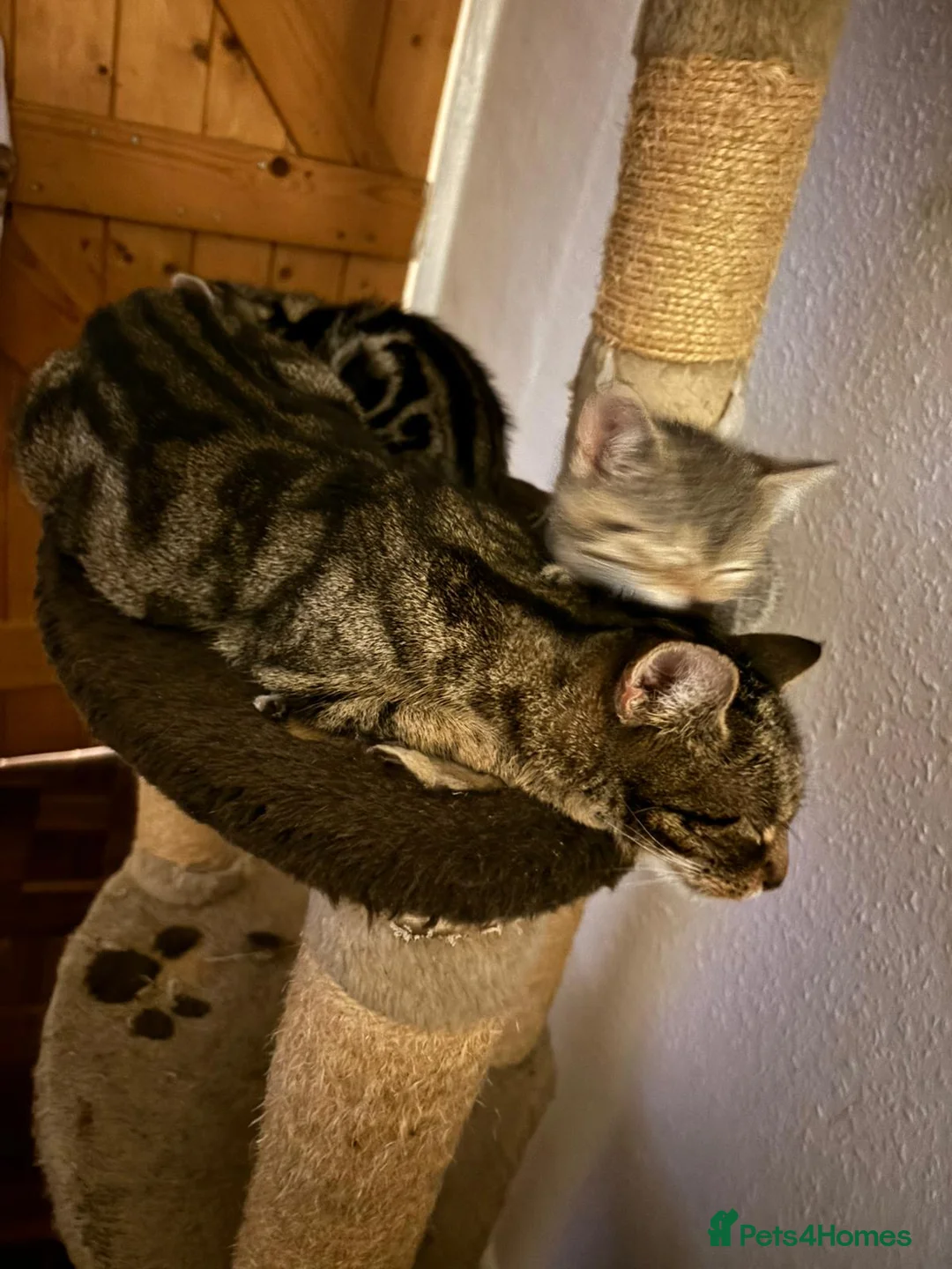 Domestic Shorthair cats for sale: 2 male 2 female tabby kittens ready to leave now - Advert 1