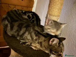Domestic Shorthair cats 2 male 2 female tabby kittens ready to leave now - Advert 1