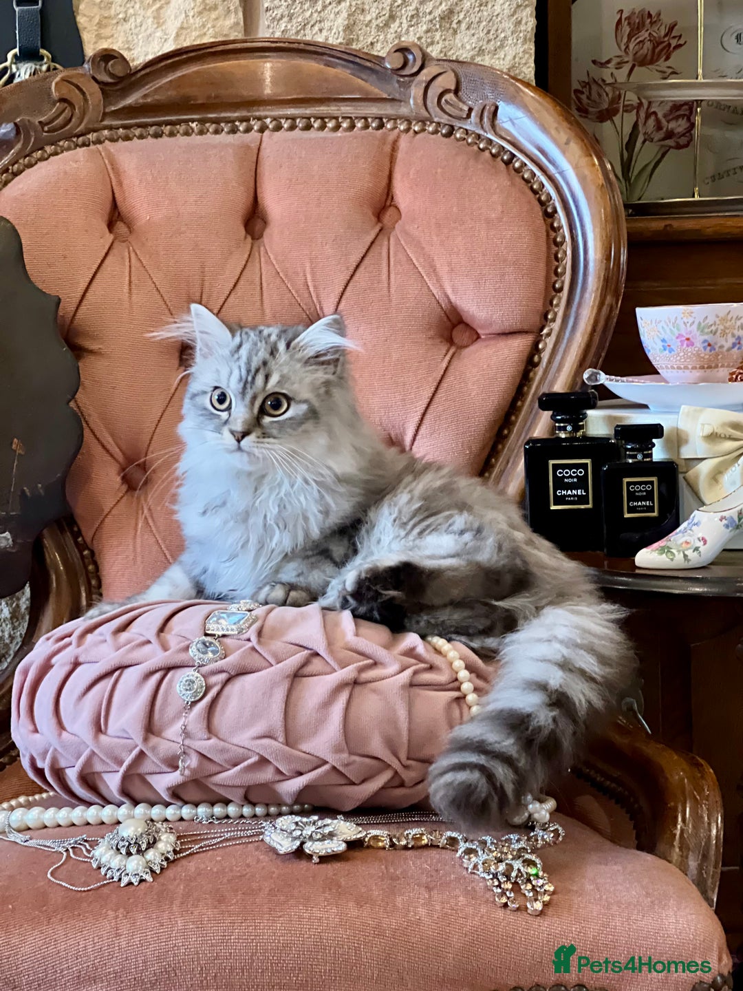 British Shorthair cats for sale: PUREBRED BSH KITTENS - Advert 9