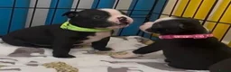 Boston Terrier dogs for sale: Boston Terrier Puppies KC Reg Oustanding Litter - Advert 17