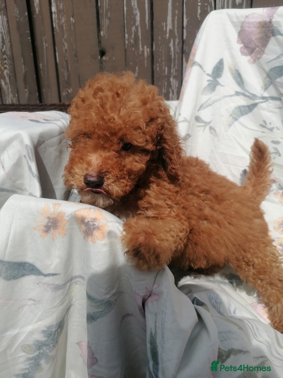 Miniature Poodle dogs for sale: Miniature poodles  - Image 15