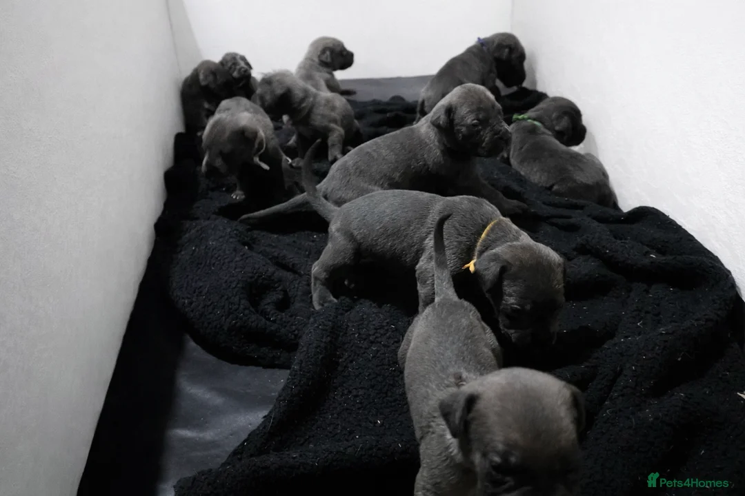 Cane Corso dogs for sale: 10 beautiful Cane Corso puppies - Advert 1