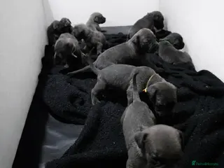 Cane Corso dogs 10 beautiful Cane Corso puppies - Advert 14