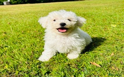 Bichon Frise dogs for sale: Beautiful Bichon Frise puppies - Image 3