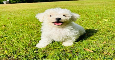 Bichon Frise dogs - Advert 2