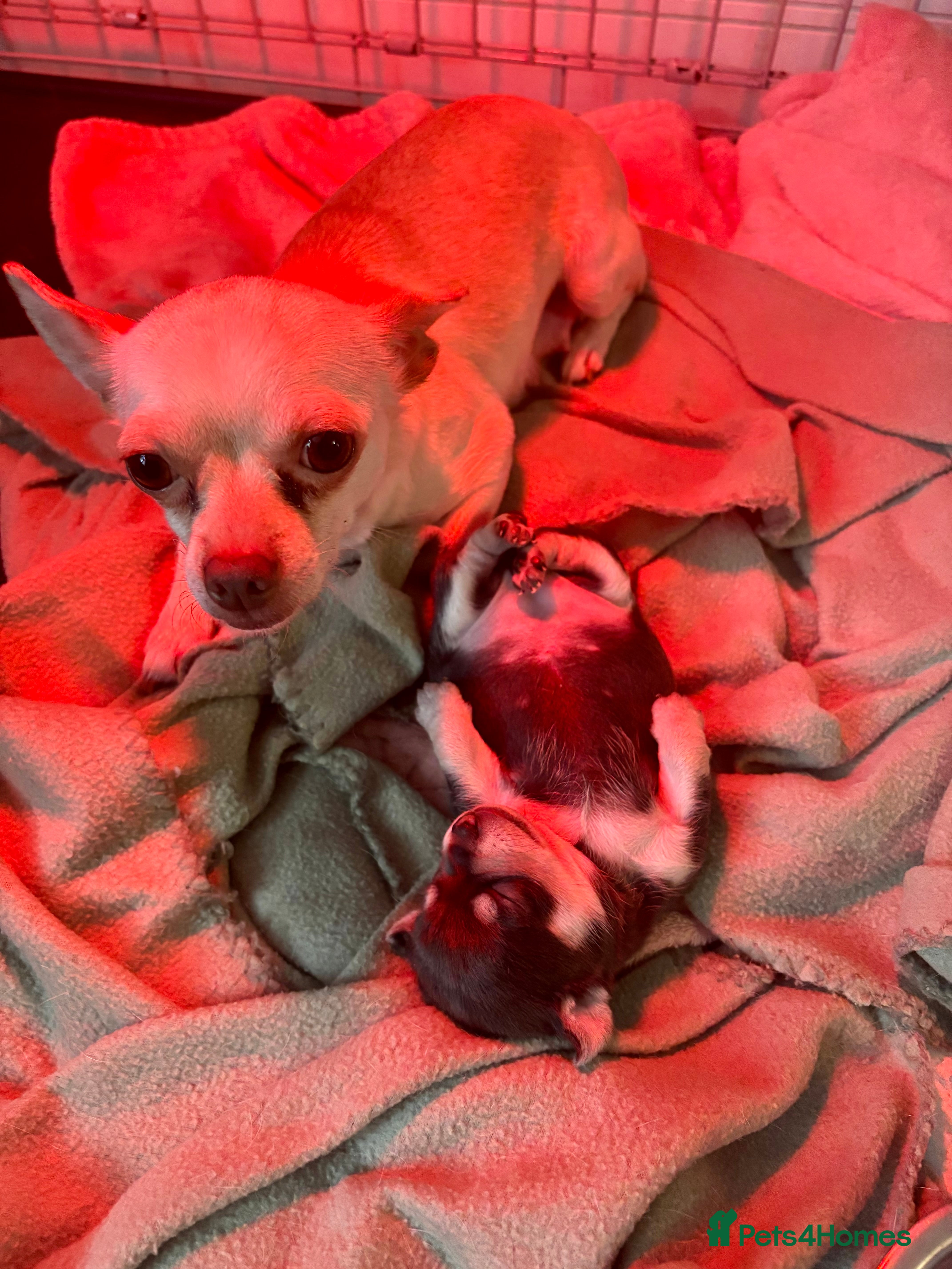 Chihuahua dogs Female chihuahua ready 08.03.26 - Advert 1