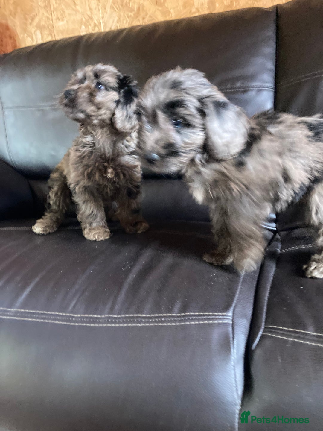Cockapoo dogs for sale: Cockapoos  - Image 28