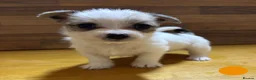 Mixed Breed dogs for sale: **Gorgeous Jack Russell × Bichon Frise Puppies - Advert 7