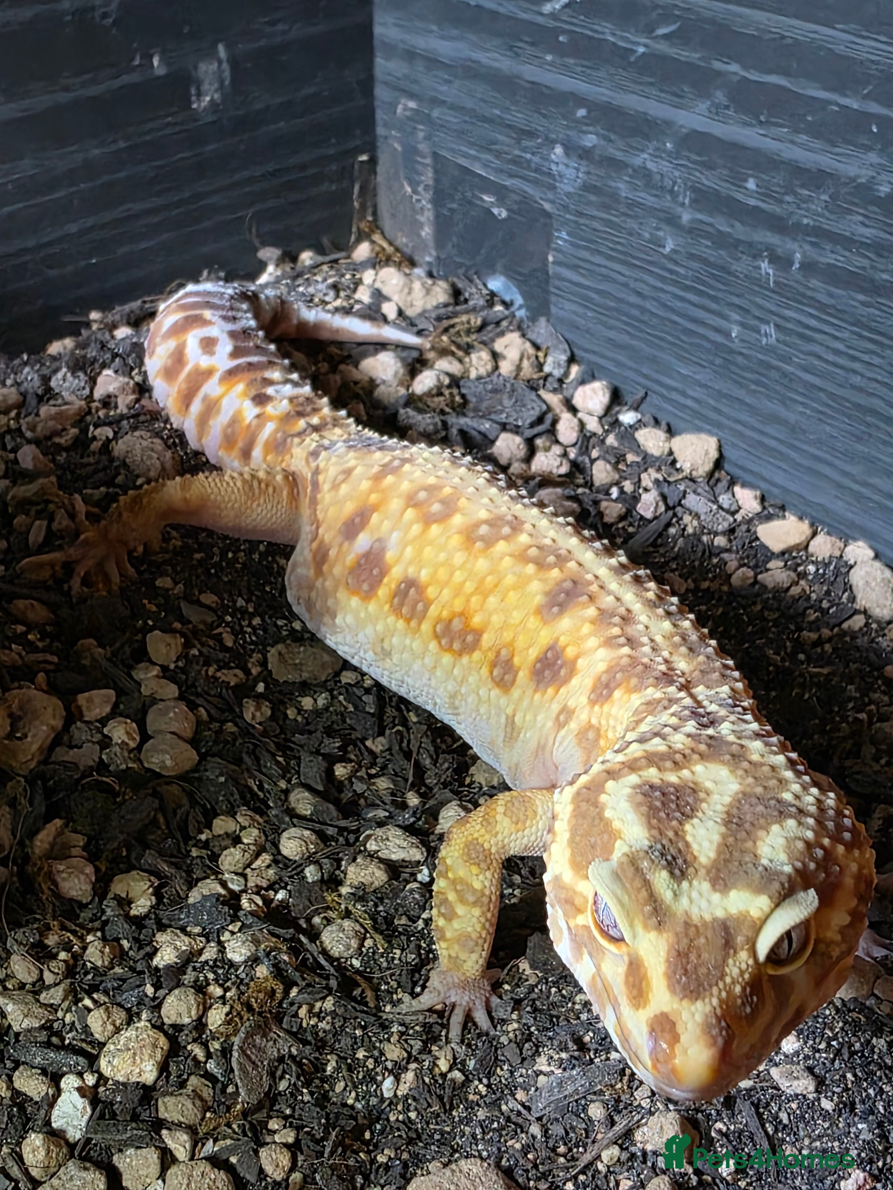 Leopard Gecko reptiles Leopard gecko and enclosure  - Advert 1