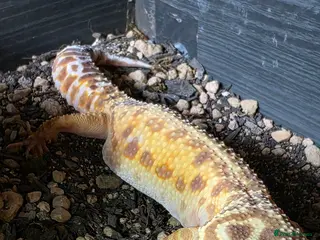 Leopard Gecko reptiles Leopard gecko and enclosure - Advert 1