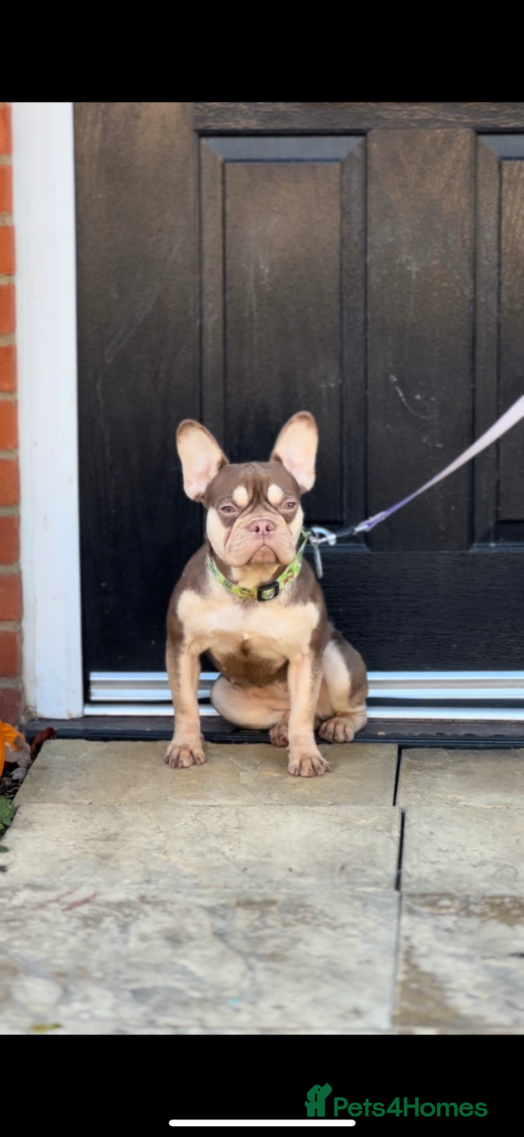 French Bulldog dogs for sale: ROJO TAN FEMALE - Advert 6