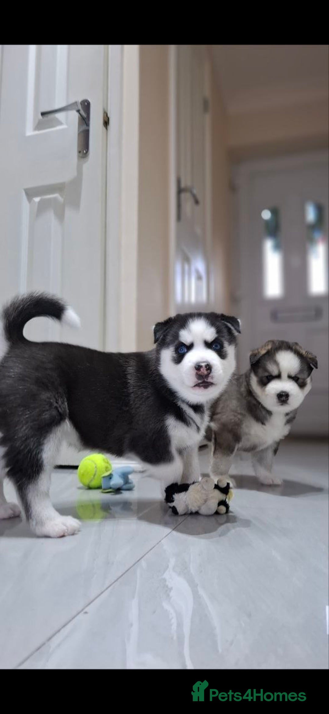 Siberian Husky dogs for sale: Siberian Huskies 1 Male 4 Female - Advert 13