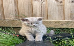 British Shorthair cats for sale: British shorthair £475 - Image 5