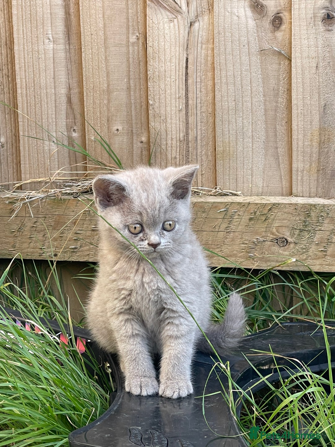 British Shorthair cats for sale: British shorthair £475 - Image 5