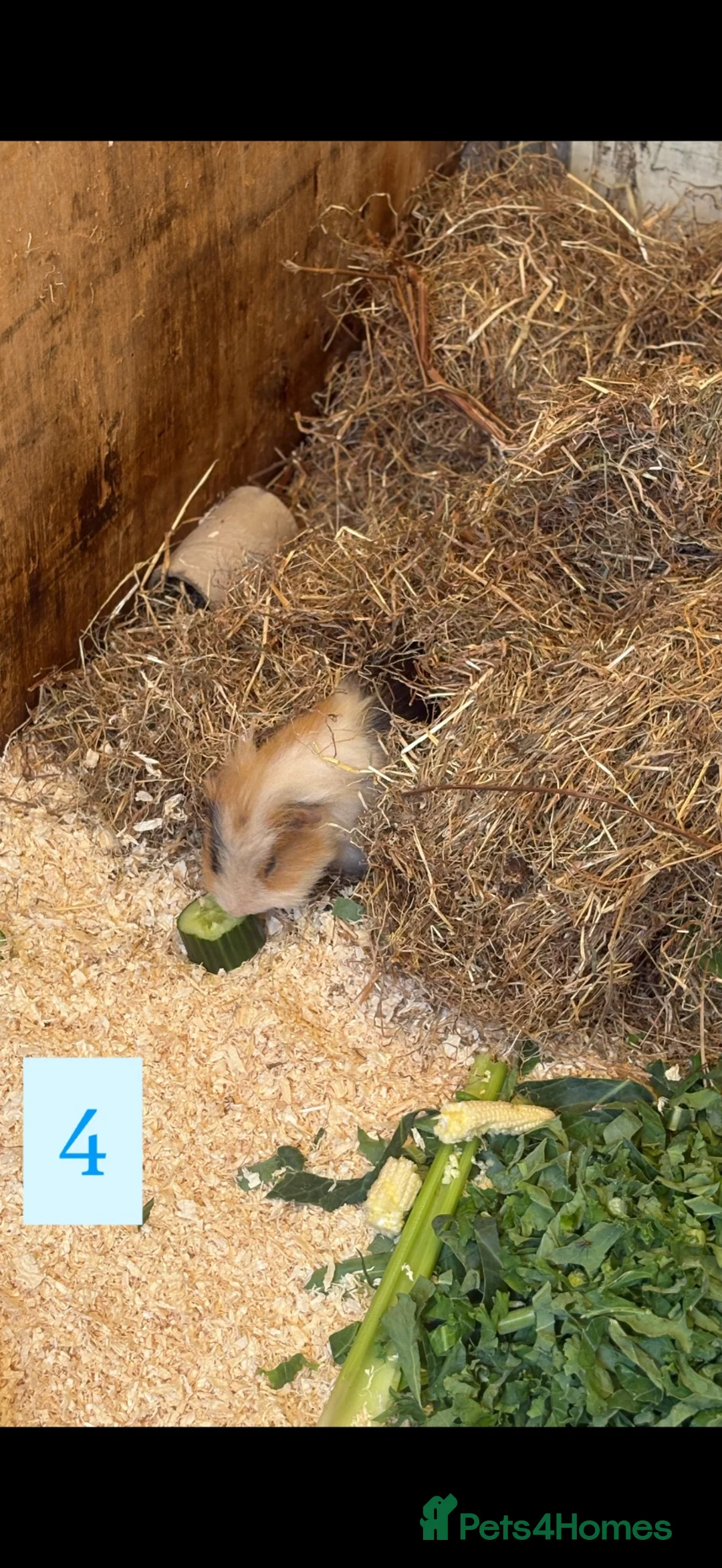 Guinea Pig rodents for sale: URGENT 3 guinea pigs needing a home! in Tranent - Advert 2