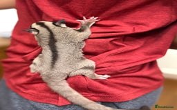 Sugar Glider rodents for sale:  2 Female Sugar Gliders – 5 Months Old (Tame) - Image 20