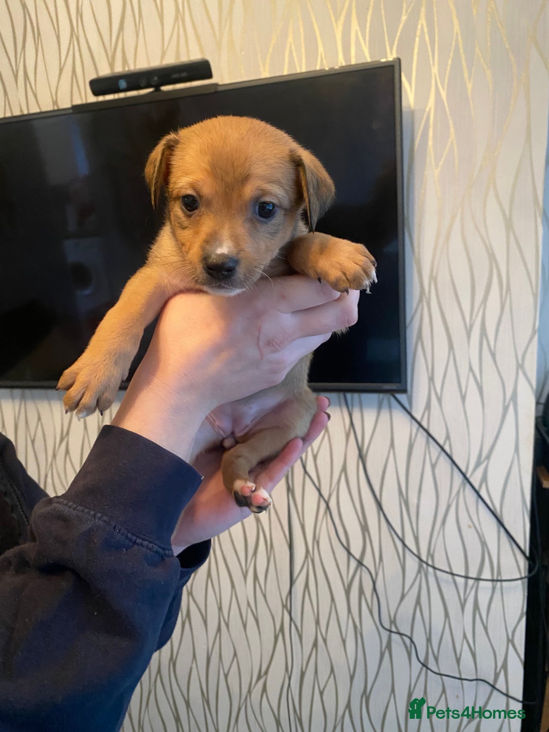 Mixed Breed dogs for sale: Pomstaff puppies - Advert 1