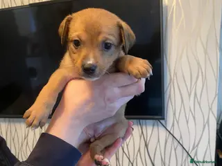 Mixed Breed dogs Pomstaff puppies - Advert 1