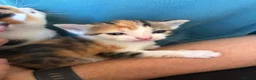Domestic Shorthair cats for sale: 1x female tri coloured kitten - Advert 2
