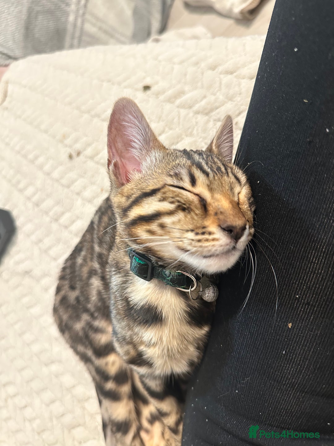 Bengal cats for sale: Brown bengal kitten  - Advert 2