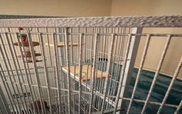 Cockatiels birds for sale: Two yaheetech cages for sale bargain! in Leeds - Image 5