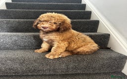 Cockapoo dogs for sale: Berdoodle 11 weeksold FULLY VACCINATED  - Image 21