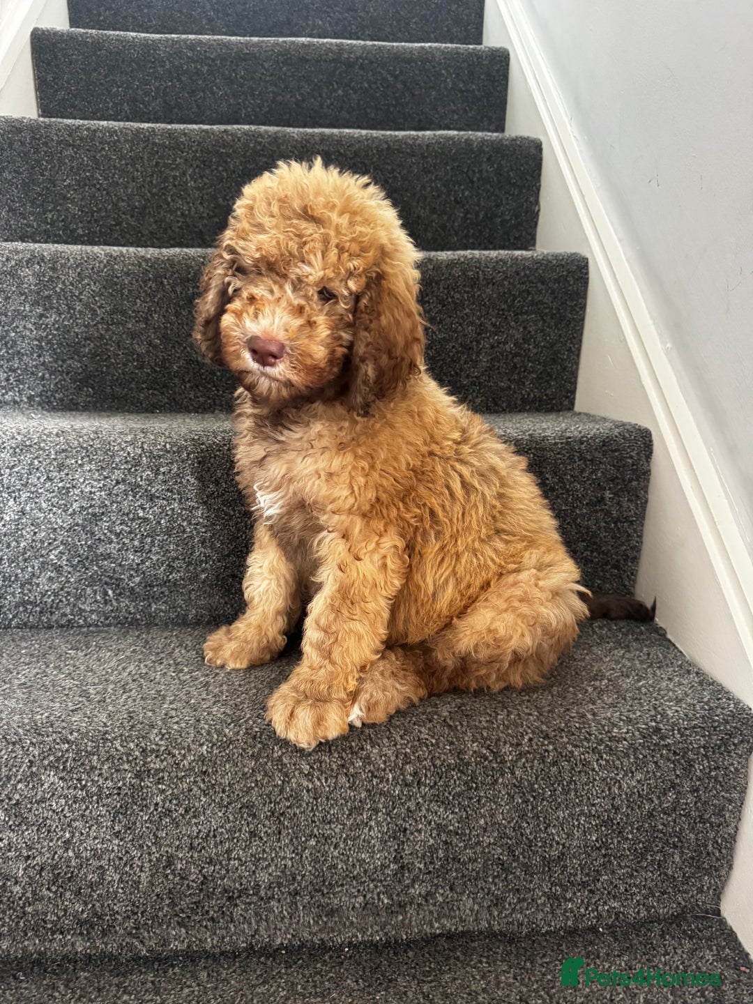 Cockapoo dogs for sale: Berdoodle 11 weeksold FULLY VACCINATED  - Image 21