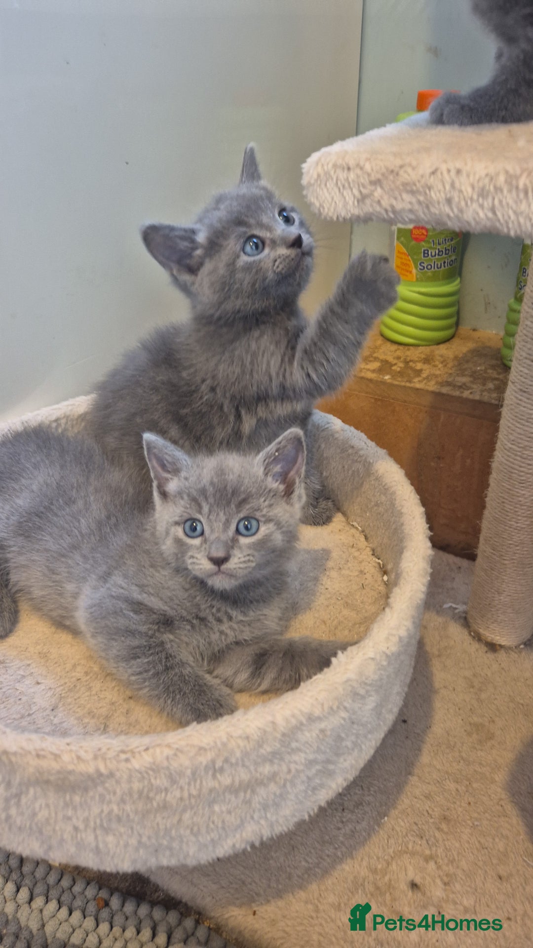 Ragdoll cats for sale: Ragdoll cross  - Image 5