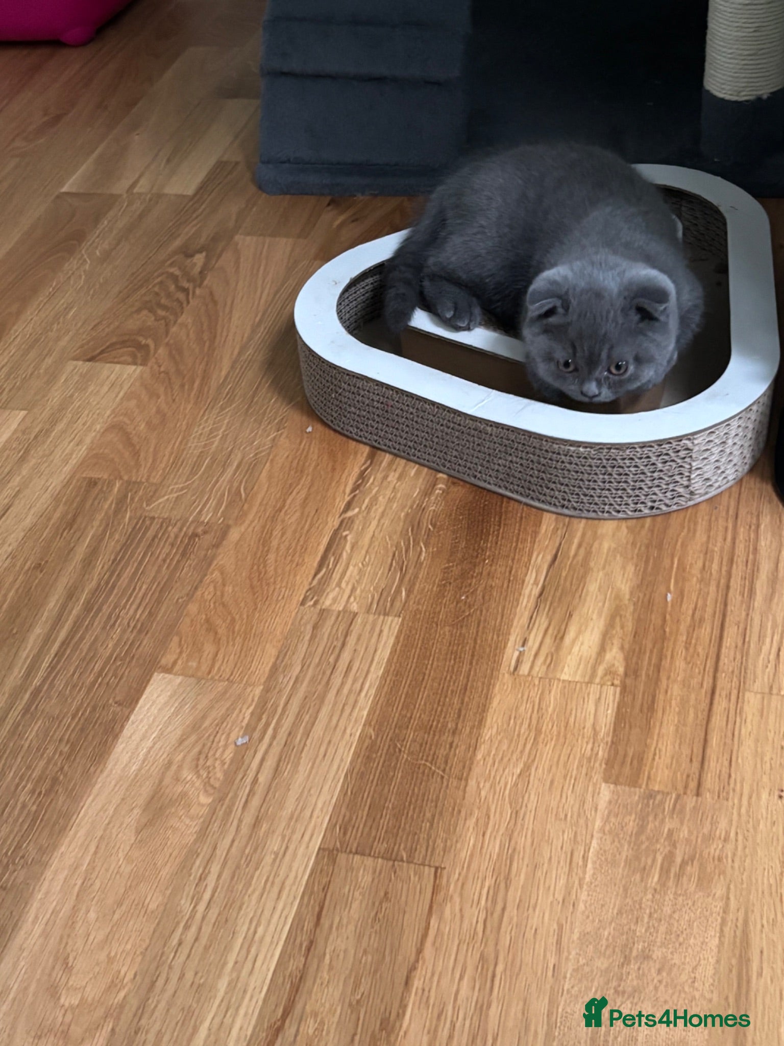 British Shorthair cats Beautiful Bsh&scottish fold - Advert 2