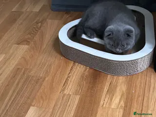 British Shorthair cats Beautiful Bsh&scottish fold - Advert 2