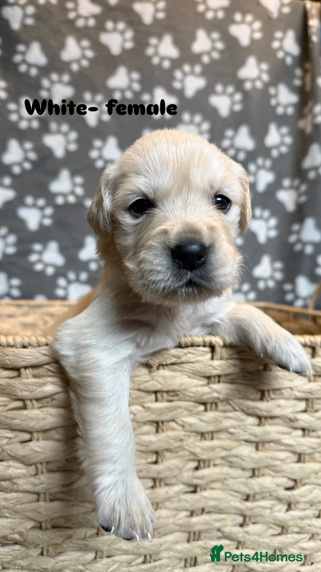 Golden Retriever dogs for sale: Stunning Litter of Golden Retriever Puppies 🤍 in Stoke-on-Trent - Advert 13