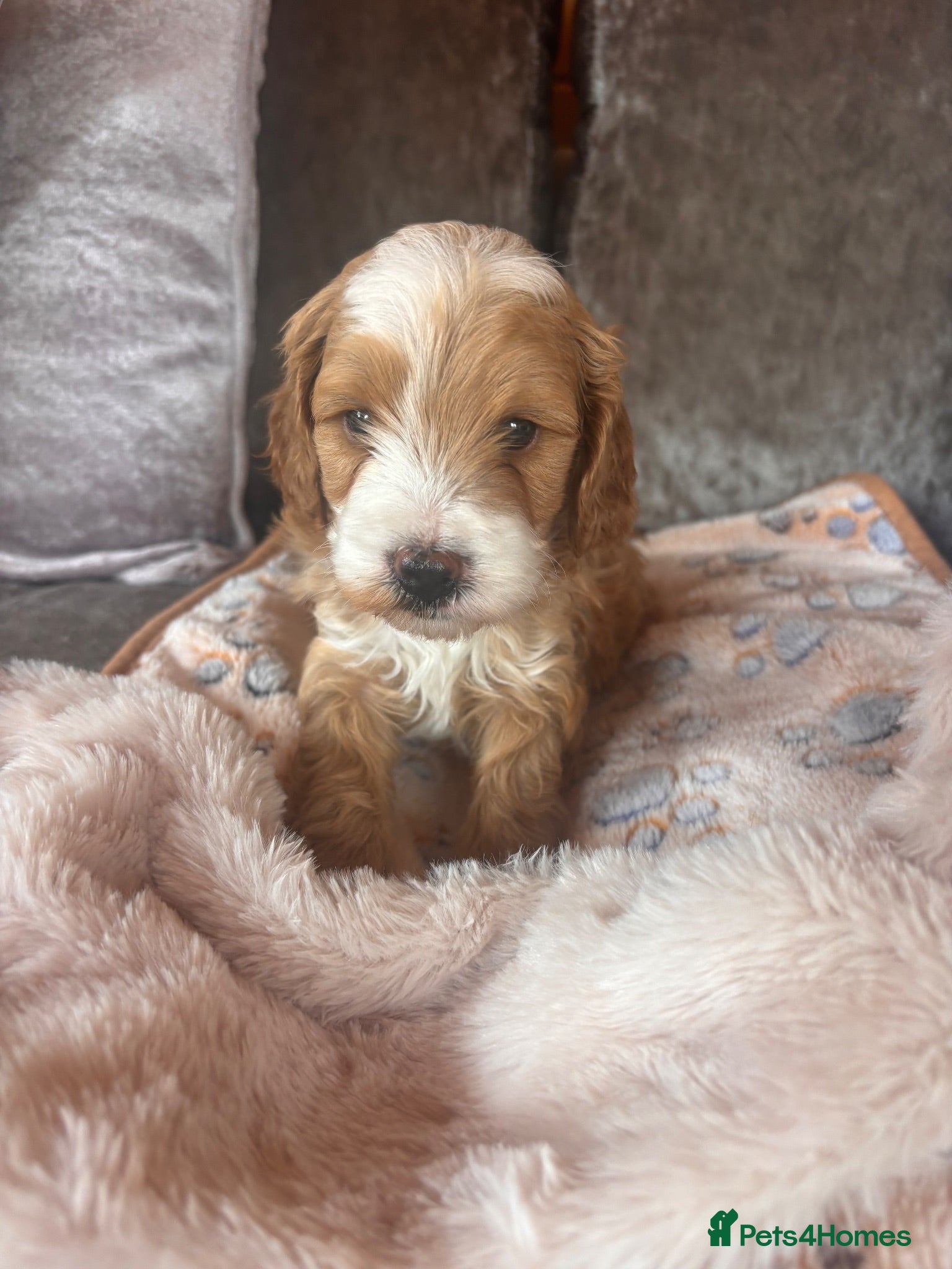 Cavapoo dogs 2 Beautiful Cavapoo puppies left - Advert 13