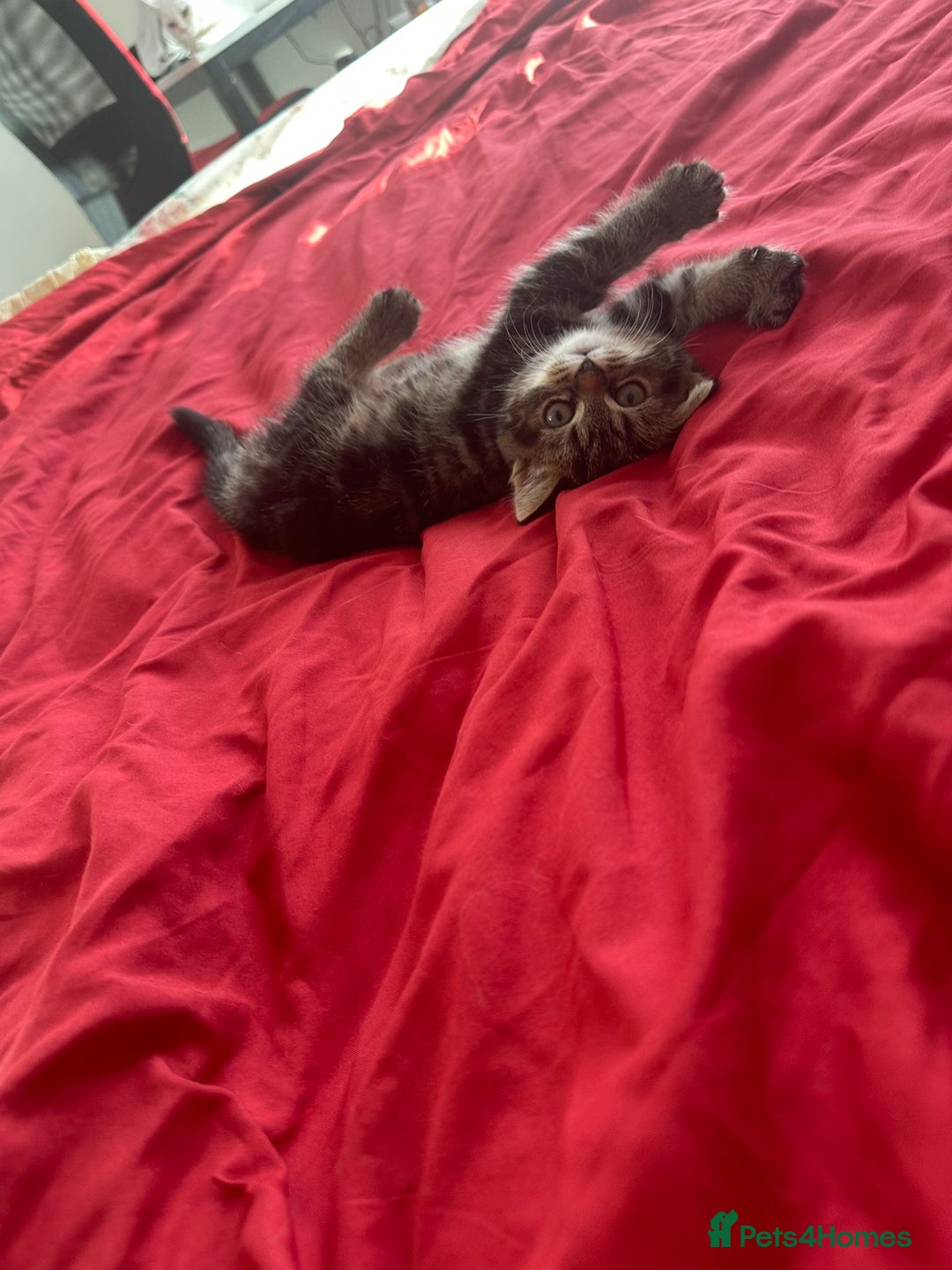 Mixed Breed cats for sale: 4 beautiful kitten - Image 15