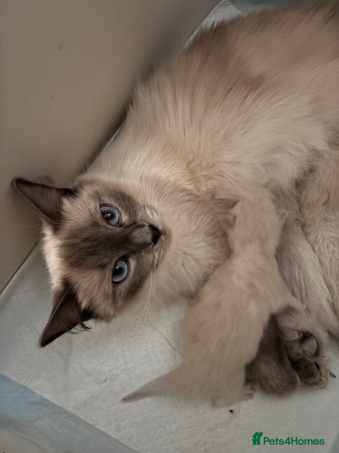 Ragdoll cats for sale: Ragdoll fluff balls for sale - Image 2