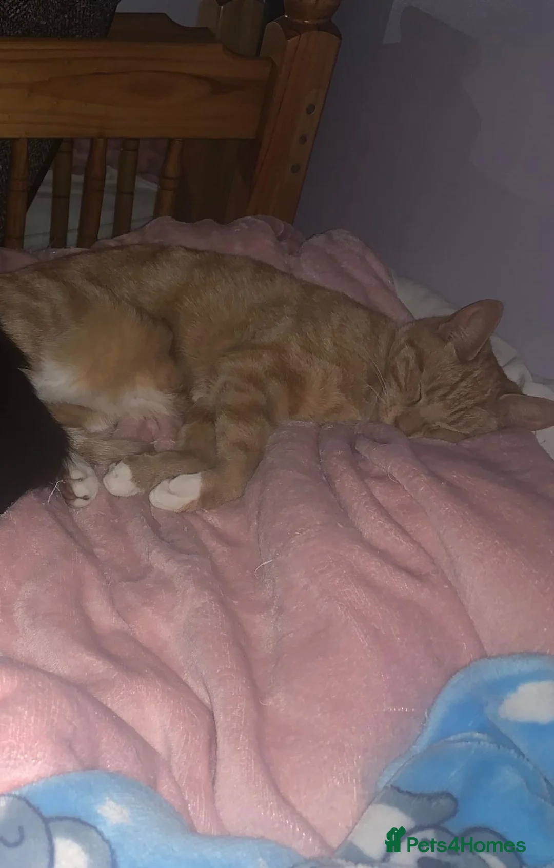 Mixed Breed cats for sale: Female ginger cat in Chesterfield - Advert 2