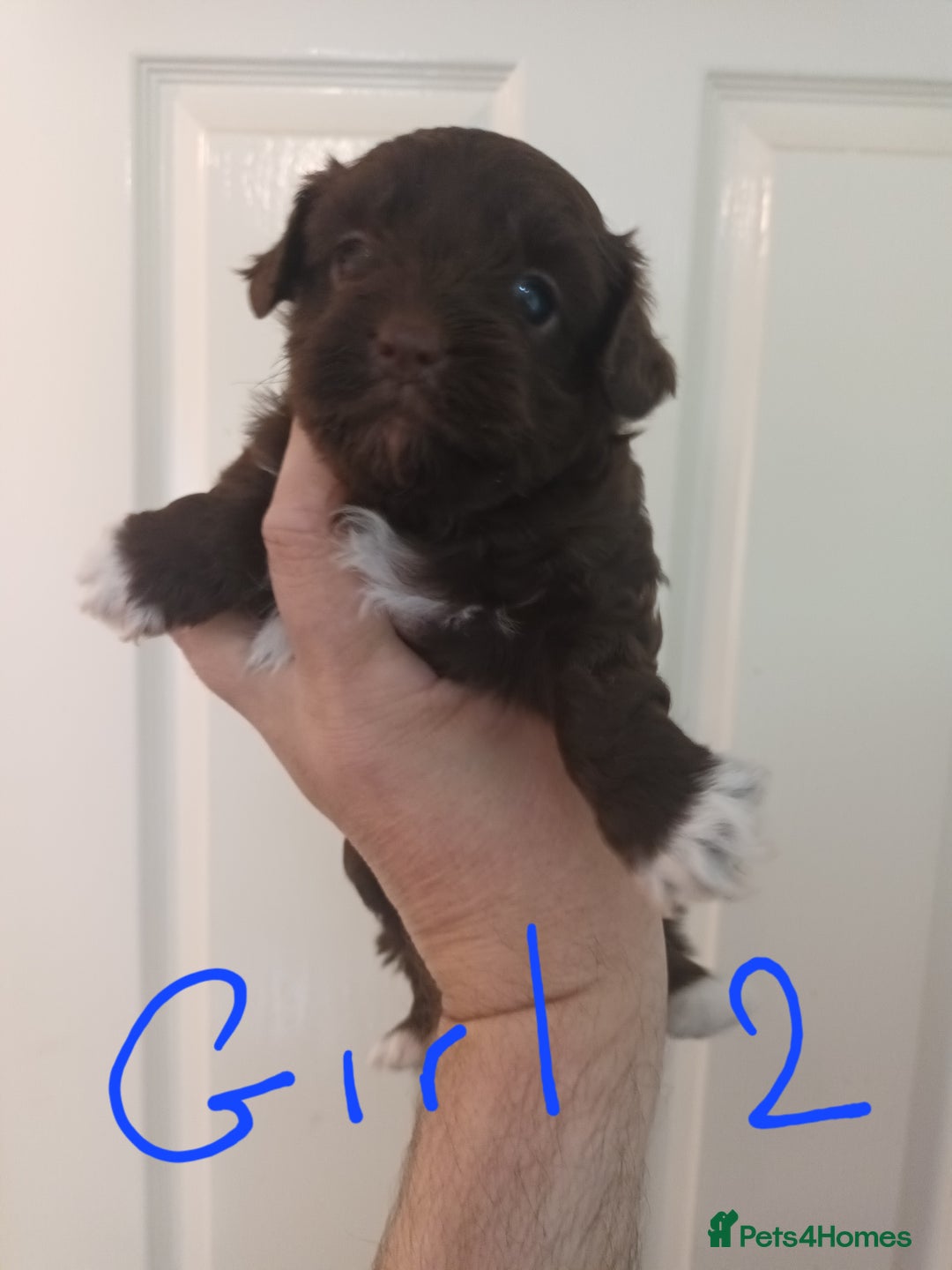 Shihpoo dogs for sale: shihpoo pups - Image 7