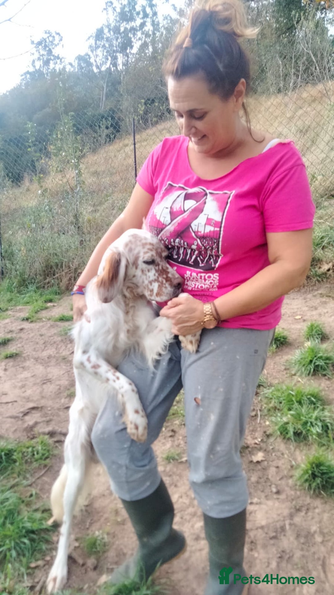 English Setter dogs for adoption: Otto  - Advert 3