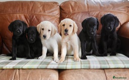 Labrador Retriever dogs for sale: Stunning Health Tested Labrador Puppies - Image 6