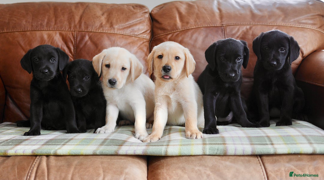 Labrador Retriever dogs for sale: Stunning Health Tested Labrador Puppies - Image 6