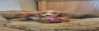 Cockapoo 3
