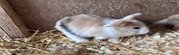 Mini Lop rabbits for sale: 5 beautiful bunnies for sale  - Advert 29