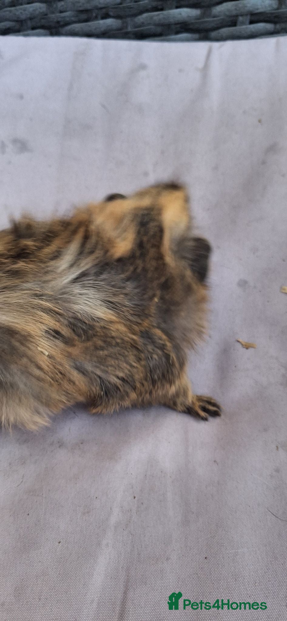 Guinea Pig rodents Baby girl guinea pigs - Advert 6
