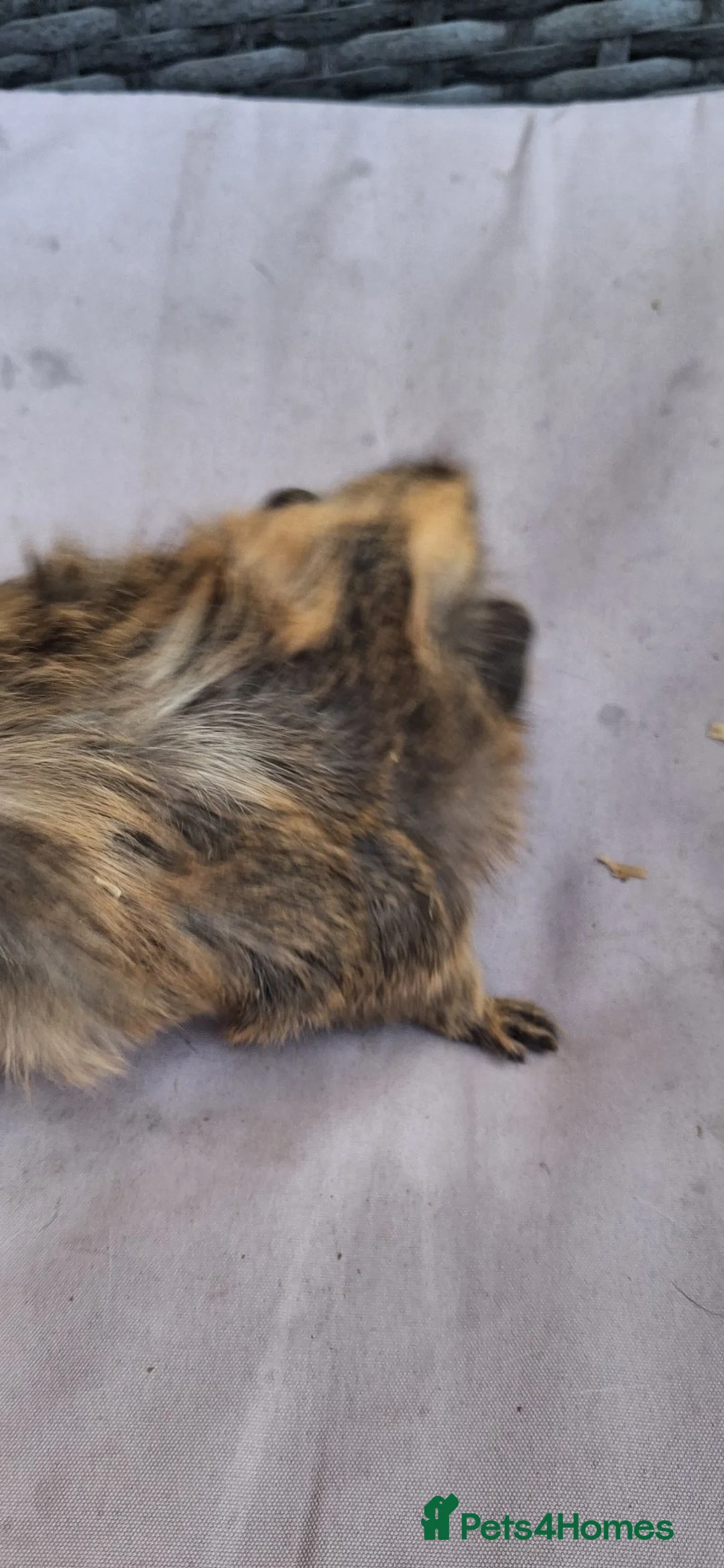 Guinea Pig rodents for sale: Baby girl guinea pigs - Advert 1