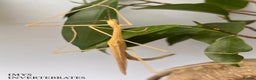 Stick Insects invertebrates for sale: X5 PINK WINGED STICK INSECTS HAPPY TO SHIP  - Advert 3