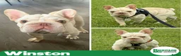 French Bulldog dogs for adoption: Winston needs a special home - Advert 1
