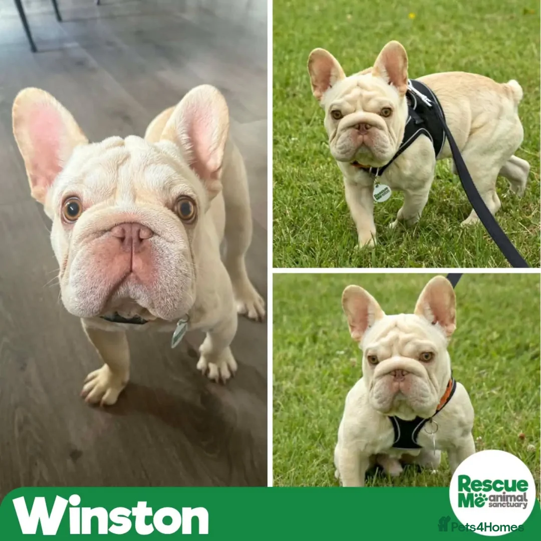 French Bulldog dogs for adoption: Winston needs a special home - Advert 1